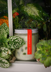 harvestclub-harvest-club-leuven-to:from-greenhouse-candle-different-scents