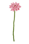 SJAAL MET VERHAAL • Gerbera Oudroze