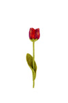 SJAAL MET VERHAAL • Tulp Pien