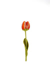 SJAAL MET VERHAAL • Tulp Riva